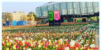 Nationale Tulpendag, wat kun je doen? tulpen delft