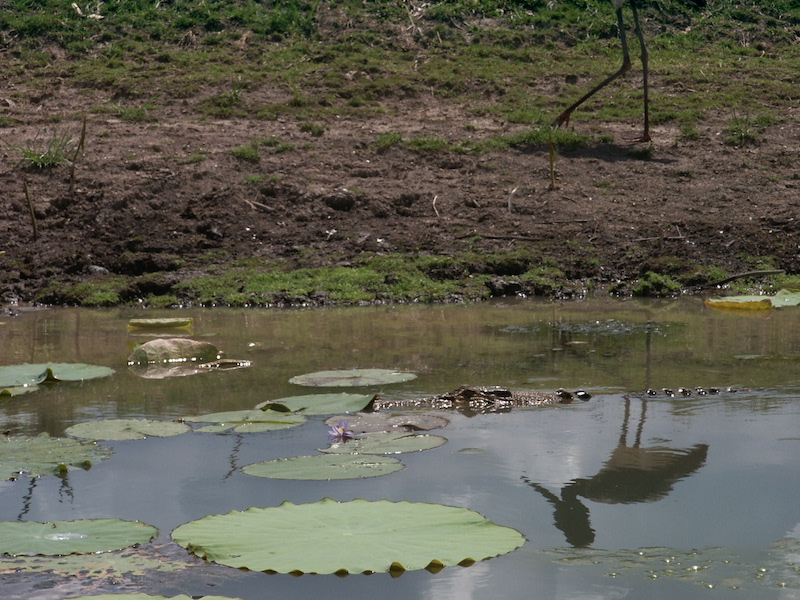 Krokodil gespot in Kakadu National Park