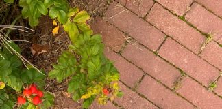 Review van de hardloopschoenen van de Decathlon hardloopschoenen decathlon