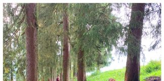 Tips voor een actieve vakantie boswandelen brixental