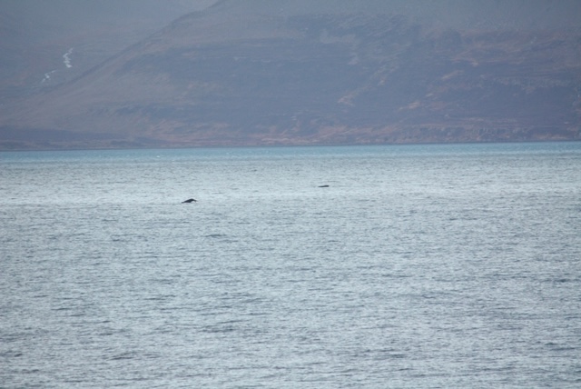 ijsland walvissen