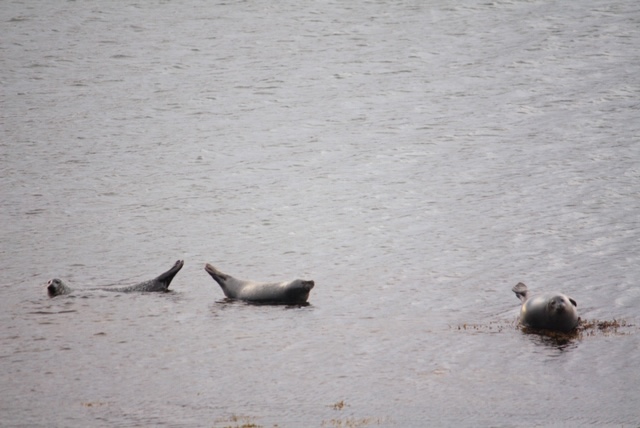 ijsland zeehondjes