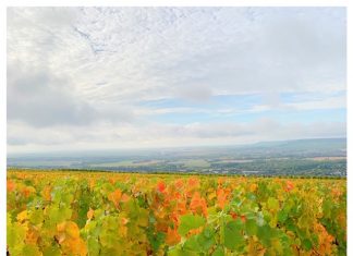 Ontdek de Champagnestreek in de herfst wijngaarden champagne streek mutigny