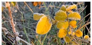 Foto weekoverzicht Judith #254 vrieskou op de planten