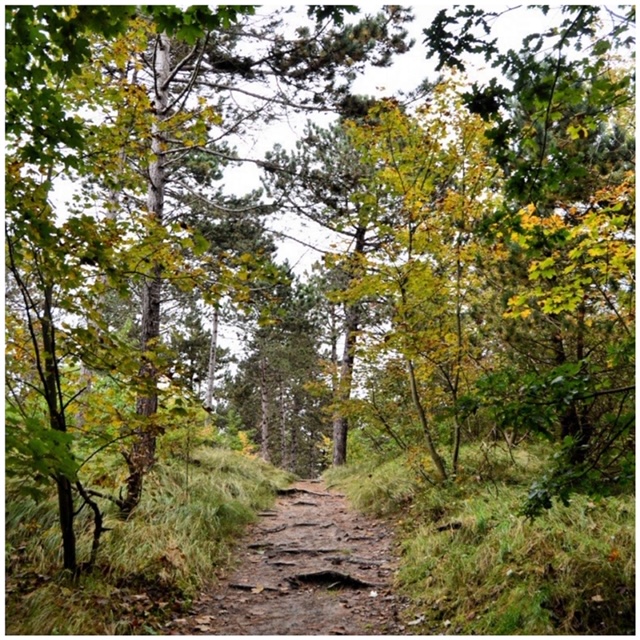 Boswachterij Domeinen Westerschouwen