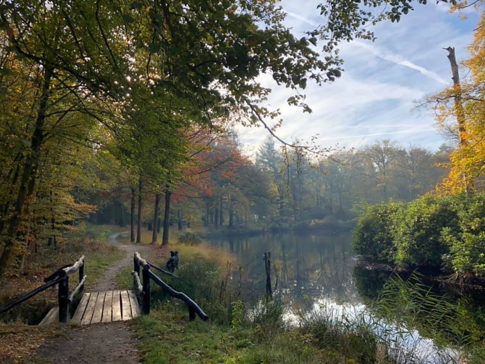 Koepelbos Friesland