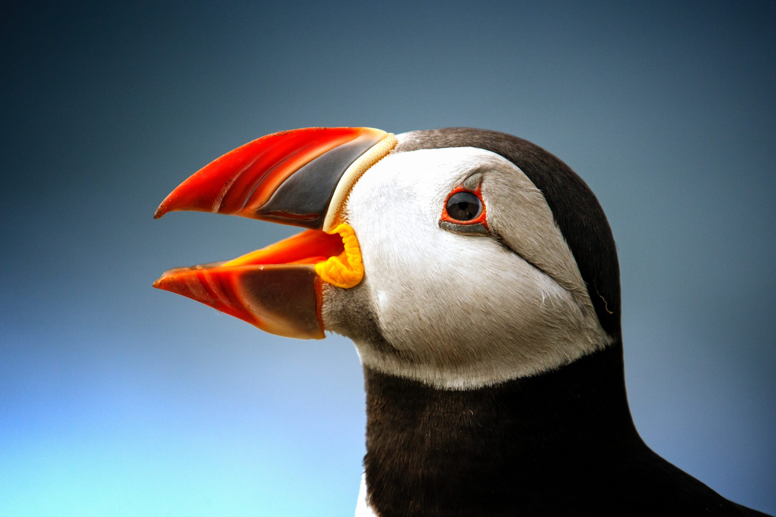 black atlantic puffin