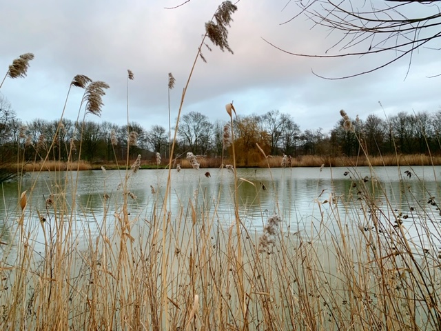 meer in het wilhelminapark rijswijk