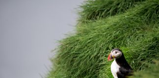 Papegaaiduikers in IJsland; alle plekken waar je ze kunt vinden papegaaiduiker ijsland op gras