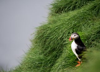 Papegaaiduikers in IJsland; alle plekken waar je ze kunt vinden papegaaiduiker ijsland op gras