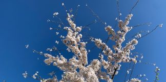 Foto weekoverzicht Judith #271 bloesem anna v hogendorp