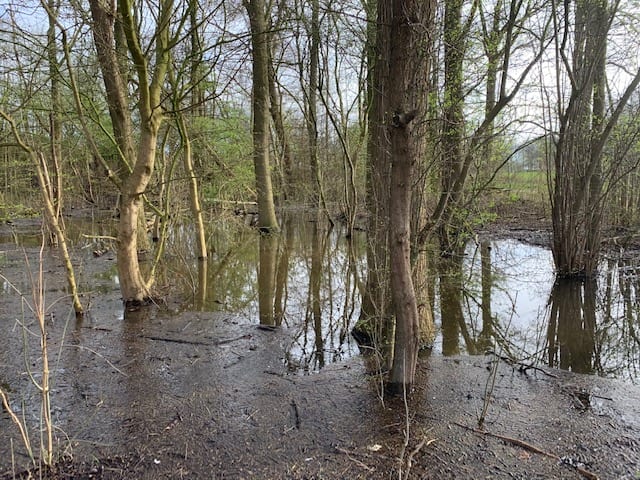 wandelen met yuren bomen in water