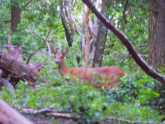 hert gevonden op de veluwe