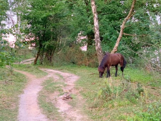 paard veluwse zoom