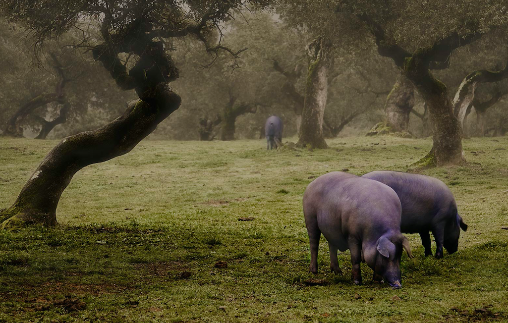 Iberico varkens