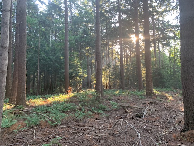 bos landgoed de slotplaats