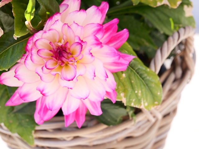 dahlia in rieten pot