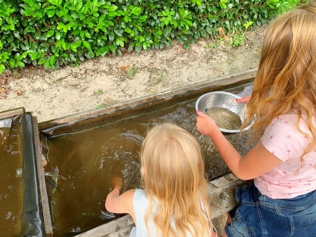 goud zoeken de dwaler