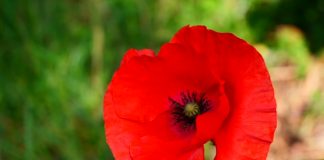 Zo zorg je dat je gezin verder kan als je overlijdt klaproos