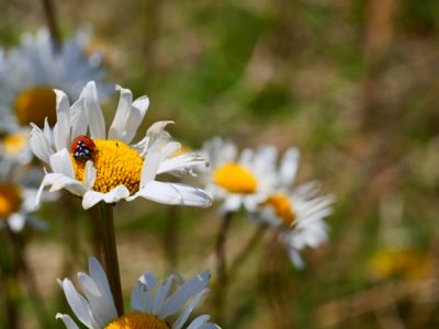 lieveheerstbeestje kamillebloem