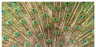 Foto weekoverzicht Judith #283 pauw open veren juni 2020