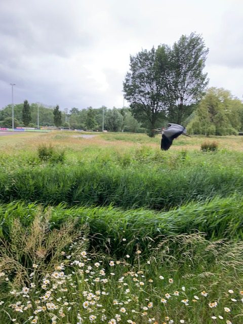 reiger juni 2020