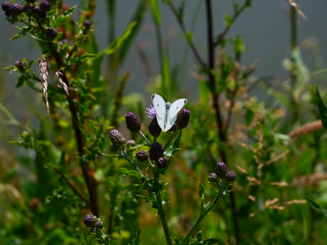 vlindertje