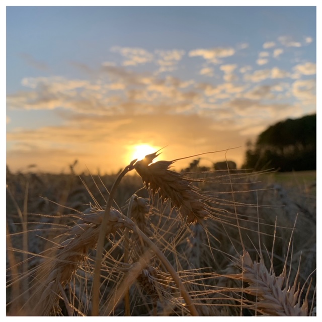 hoeve noordveld graan