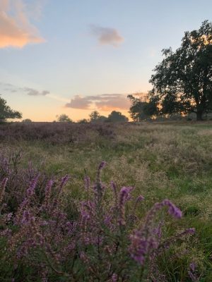 Zonsopgang bij de Hoorneboegse heide, onbetaalbaar mooi!