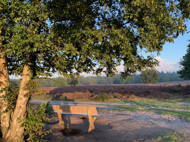 bankje hoorneboegse heide