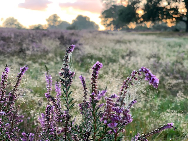 heide in bloei hilversum