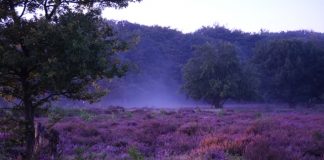 Zonsopgang bij de Hoorneboegse heide, onbetaalbaar mooi! hoorneboegse heide met mist