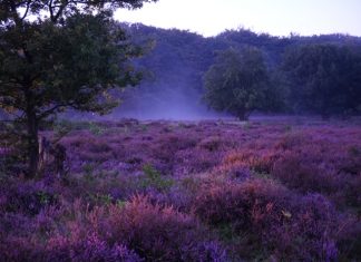 Zonsopgang bij de Hoorneboegse heide, onbetaalbaar mooi! hoorneboegse heide met mist