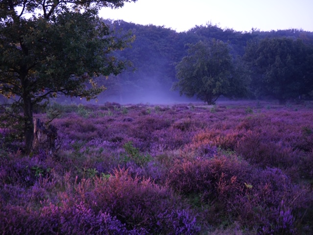 hoorneboegse heide met mist