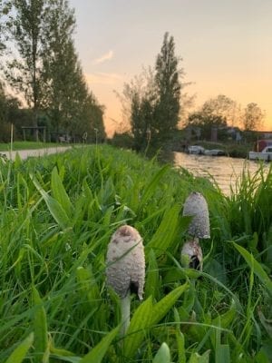 paddestoelen langs de vliet 15 sept 2020