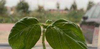 Plantjes stekken, alle informatie en tips verzameld stekje basilicum