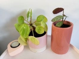 De juiste kamerplant voor elke ruimte in huis stekjes planten