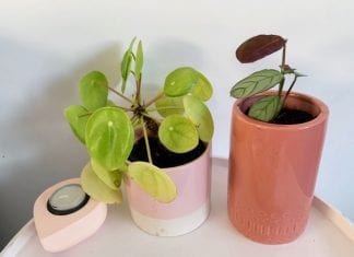 De juiste kamerplant voor elke ruimte in huis stekjes planten