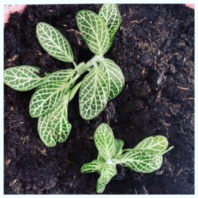 Fittonia mozaikplantje