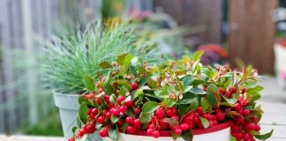 Herfstbloeiers in de tuin Herfstbloeiers in de tuin