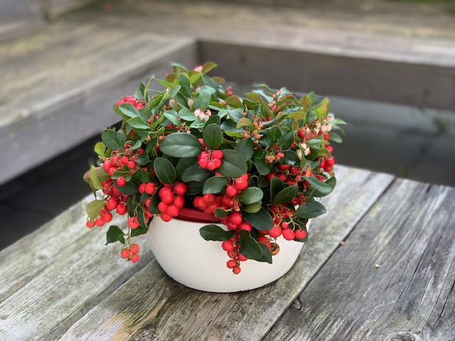 bergthee Herfstbloeiers in de tuin