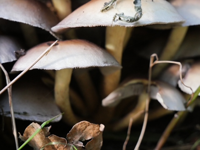 paddestoelen bos