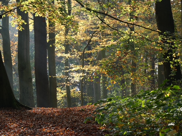 bos herfst licht