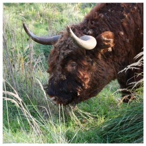 schotse hooglander broekpolder