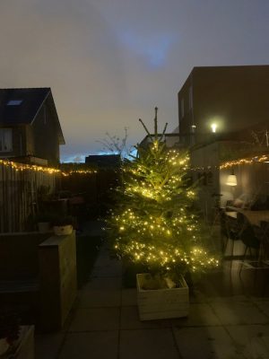 kerstboom in de tuin