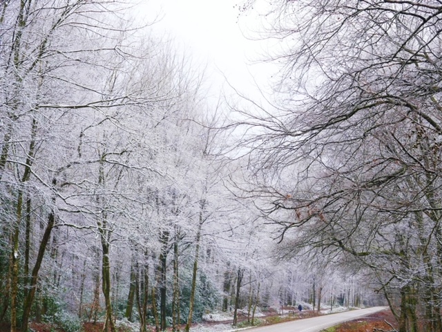 bossen wit limburg sneeuw