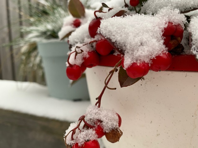 bergthee met sneeuw