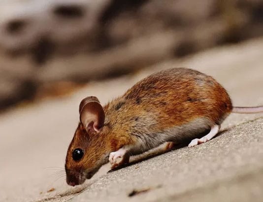 Ongedierte in de stad Rotterdam