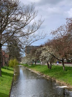 bloesem in delft april 2021