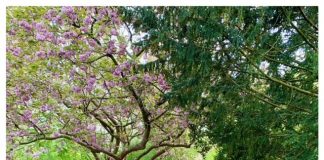 Foto weekoverzicht Judith #331 Wilhelminapark delft mei 2021